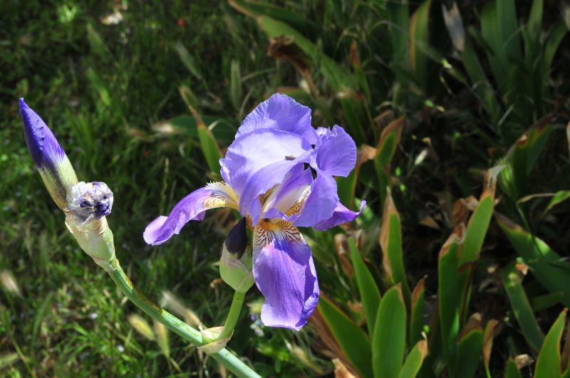 Iris germanica